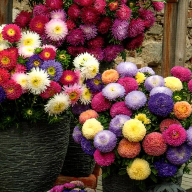 Aster Mischung Garten Pflanze Blume 300 Samen Nr.352