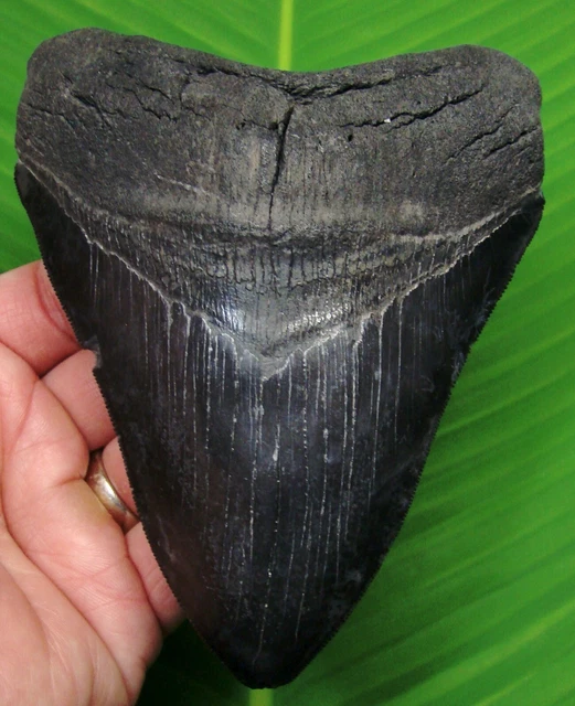 MEGALODON SHARK TOOTH - 5 & 7/16 REAL FOSSIL - w/ FREE STAND - NATURAL - SC MEG