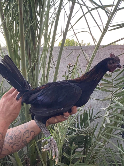 Coal Mug Hatching Eggs Chicken