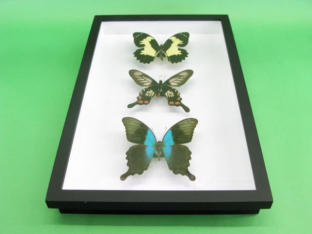 3 real beautiful and huge butterflies in the XXl showcase - single piece - 26 6