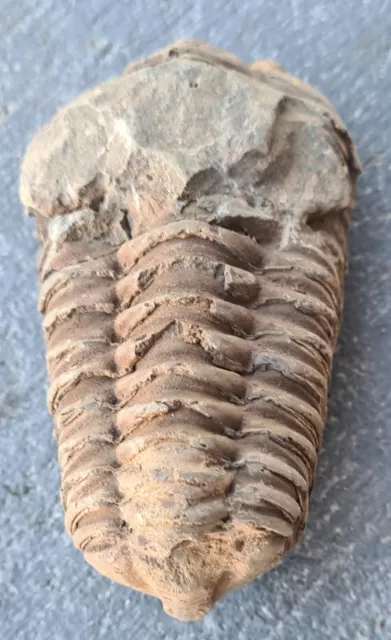 1 Piece of CALYMENE TRILOBITE FOSSIL