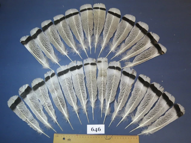 26 pcs Turkey Tail Feathers, Fly tying, Saltwater fish,Hat Feathers (646) 26 pcs Turkey Tail Feathers, Fly tying, Saltwater fish,Hat Feathers (646)