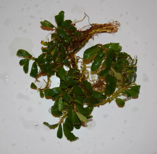 Bucephalandra 'Green Sekadau' - Hardy Aquatic Plant