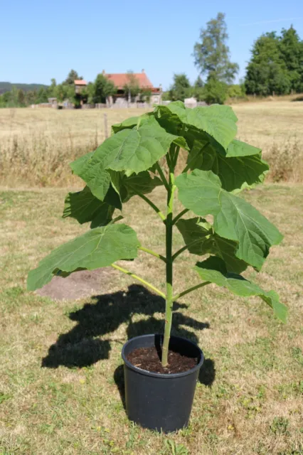 2-er Set Paulownia Tomentosa, Kiribaum, 2. jährig mit neuem Austrieb