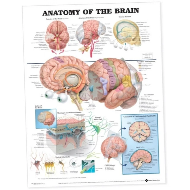 ANATOMY OF THE Brain Anatomical Chart - Anatomical Chart Company ...