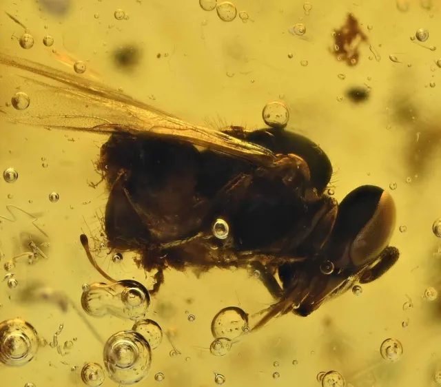 Rare Anthophila (Stingless Bee), Fossil Inclusion in Dominican Amber