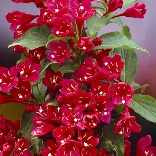 Weigela florida “Eva Rathke” x 1 small plant. Gorgeous deciduous  shrub. 2