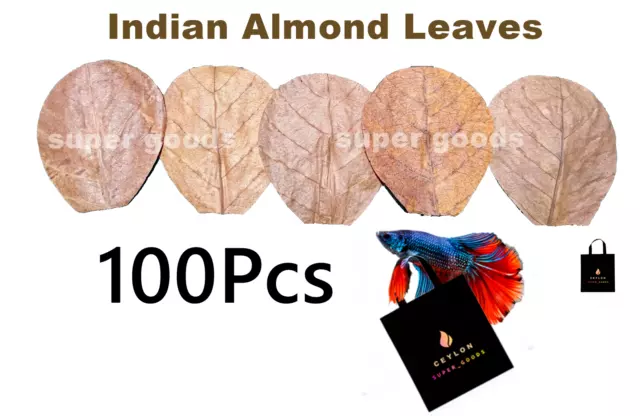 100 hojas de almendra india de 5.0 in A+ Catappa Ketapang para peces,...