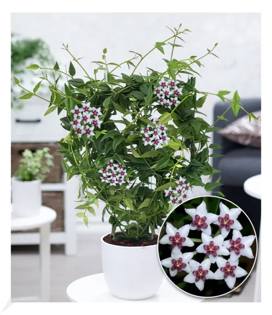Wachsblume "Hoya Bella",1 Pflanze Porzellanblume, Rankpflanze Zimmerpflanze