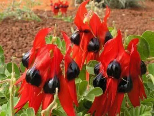 Swainsona formosa Sturts Desert Pea 10+ seeds 2