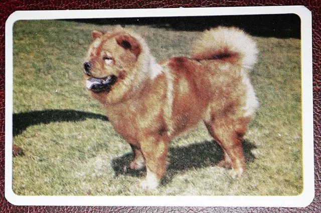 CHOW CHOW   Chinese Edible Dog     Vintage  Photo Card  BD26