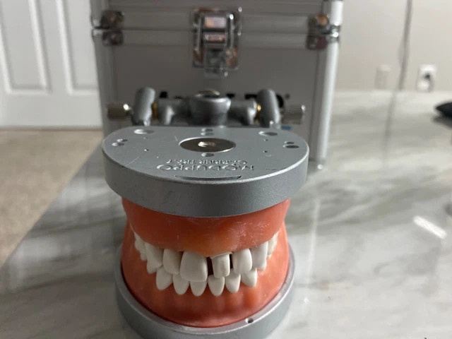 Acadental Modupro Typodont (MP_R320) and Teeth Check Pictures Of Damage 