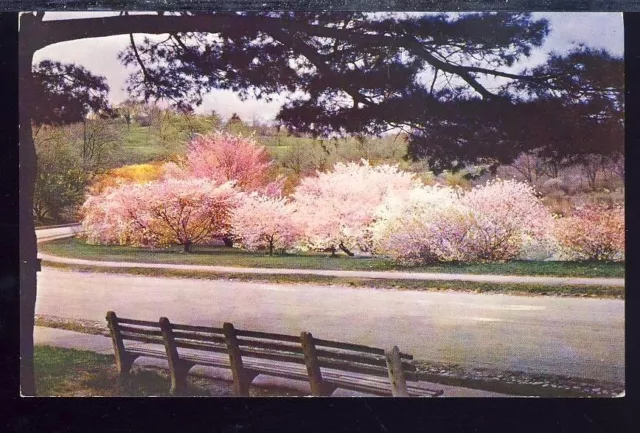 VTG Postcard, Oriental Cherries in Arnold Arboretum, Jamaica Plain Massachusetts