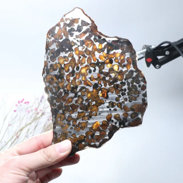 170g Beautiful SERICHO pallasite Meteorite slice - from Kenya C3832