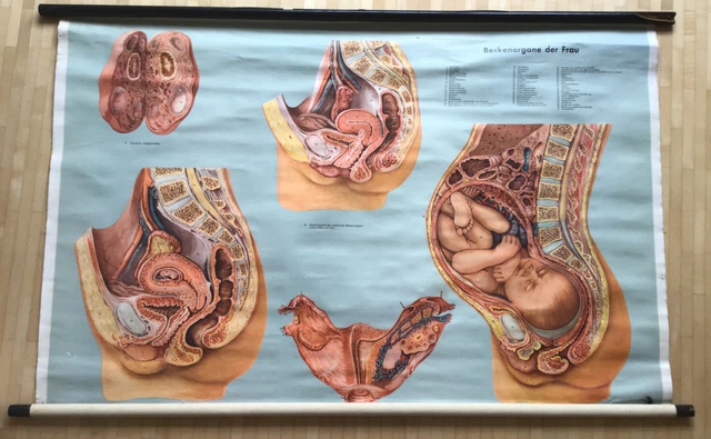 Lehrtafel Medizin Beckenorgane der Frau, alt, plus Bild Haut und Zunge, Vintage