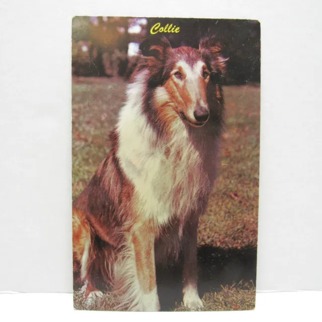 Postcard Vintage Man's Best Friend Dog Animal Collie Companion Family Loyalty