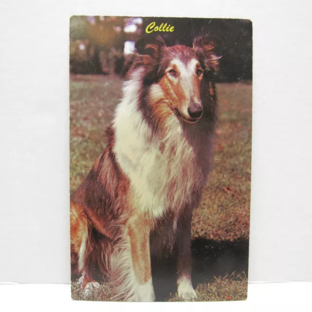 Postcard Vintage Man's Best Friend Dog Animal Collie Companion Family Loyalty