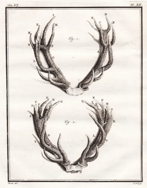Geweih antlers horns Hirsch Reh deer animals Kupferstich engraving Buffon 1780