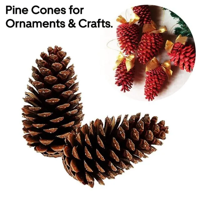 Pine Cones Crafts Large & Small Natural Decor Christmas Ornaments