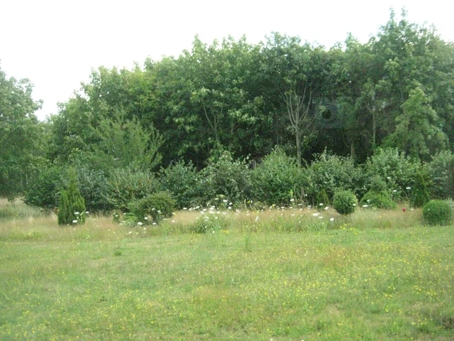 Ackerland ca 3000 qm mit Baumbestand in Dörpen   Telefon  01711096914