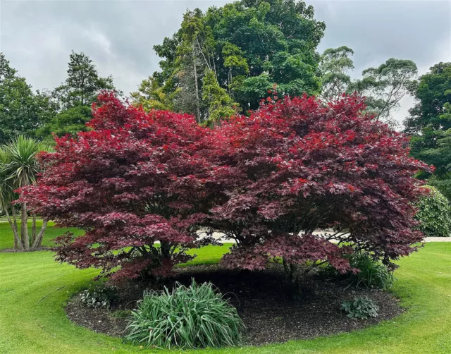 Acer palmatum 'Atropurpureum'  /  rotlaubiger japanischer Schirmahorn