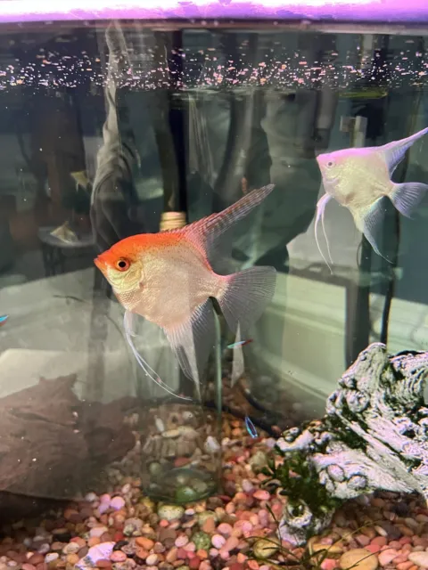 angelfish live aquarium fish
