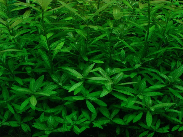 hygrophila polysperma plante aquarium facile