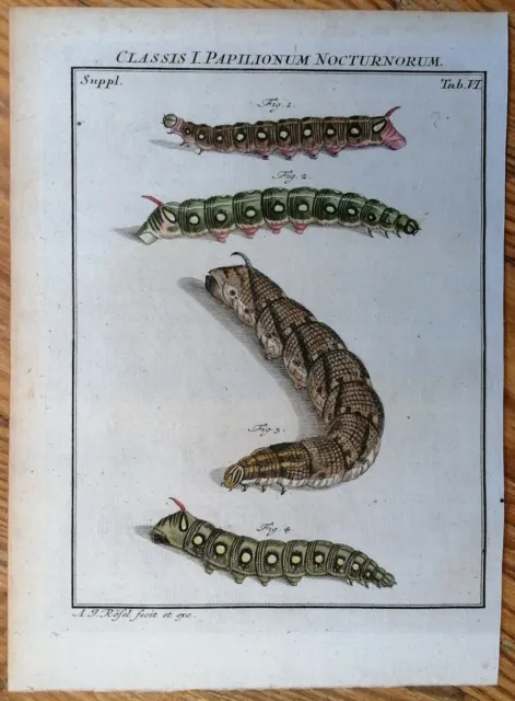Rösel v. Rosenhof Insekten Belustigung Schmetterling Motte Tab I/6 - 1746