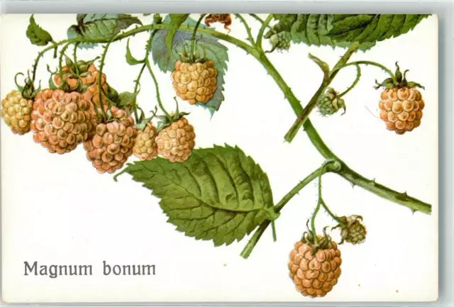 10677751 - Magnum bonum Brombeeren Frucht, Gemuese Kuenstlerkarte