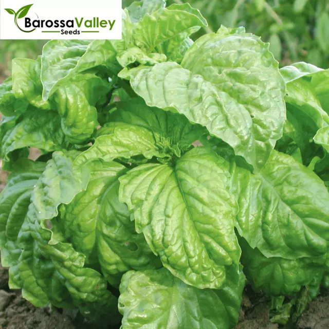 BASIL MAMMOTH 125+ SEEDS Herbal Garden Medicinal Large size and Strong flavor