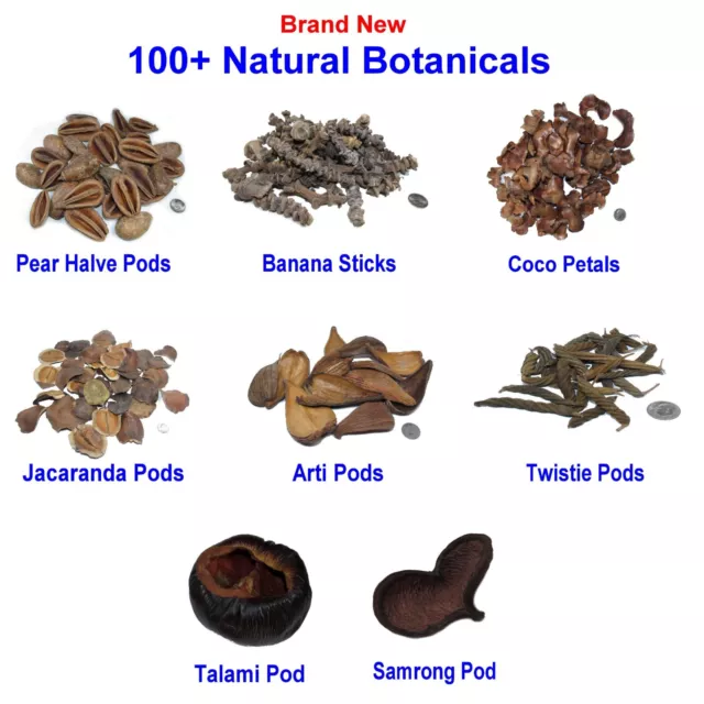 100+ Dried Pods Floral Flower Arrangements Vase Filler Craft Habitat Botanicals