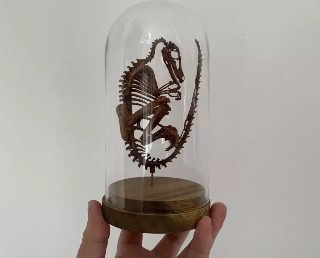 Squelette de foetus de dinosaure Velociraptor sous globe 20 cm