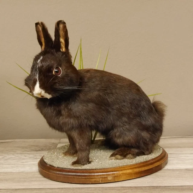 Conejo Sentada Negro Con Blanco Nariz Conejito Preparado para Animales