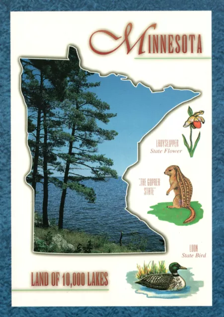 Continental Size Postcard Minnesota "Palisades Of Pine Trees" Land 10,000 Lakes