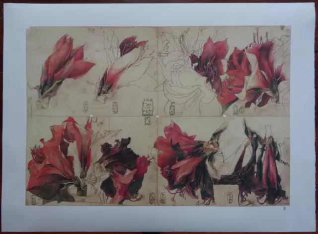 Horst Janssen " Tagebuch der Amaryllis " Blumenstillleben  Schmuckblatt handsig.