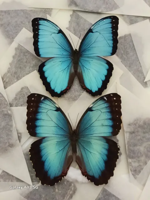 Lot Of 10 Morpho Peleides A1 5 Male & 5 Female Unmounted Wings Closed