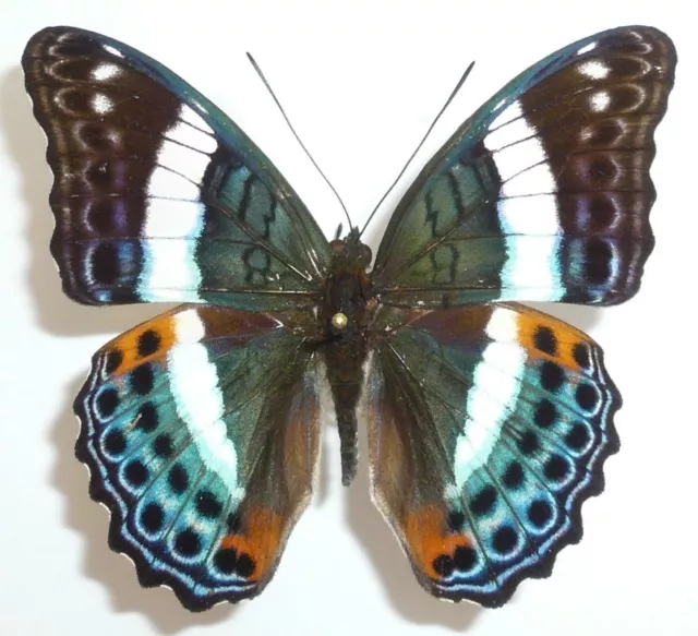 Limenitis Staudingeri Male From Ceram Isl