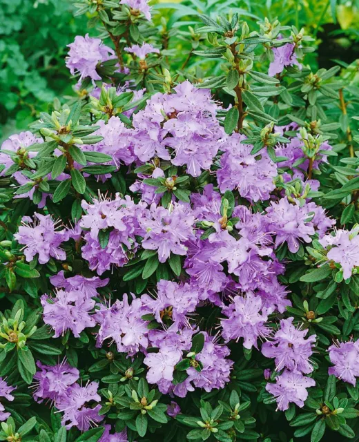 Rhododendron 'Blumiria' Impeditum | Zwerg Alpenrose | Winterhart P11