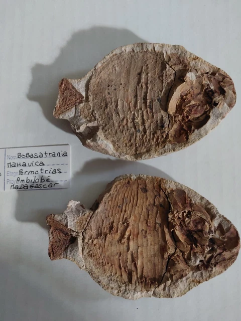 123G . POISSON Bobasatrania Mahavica De L Eotrias D Ambilabe