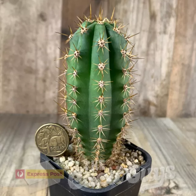 T. peru. 'Norma’ x peru. 'Dawsons #1’ [68mm pot] Rare Cactus Succulent 266