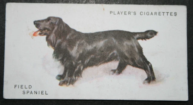 FIELD SPANIEL   Vintage 1930's Illustrated Card  SC05