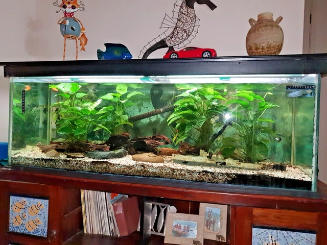 Aquarium 500lt Fish tank