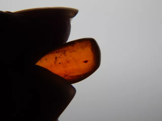 Genuine AMBER with INSECT Fossil Inclusions - Genuine Amber - Real Insect Fossil