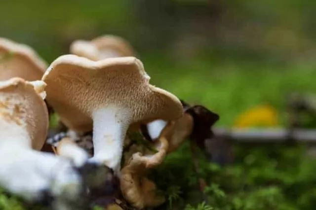 Mycélium de Girolle Grise - Kit culture Champignons - grow