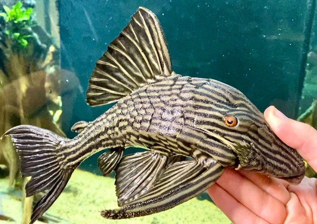 L27 Royal Pleco / Panaque armbrusteri ‘Rio Tocantins’