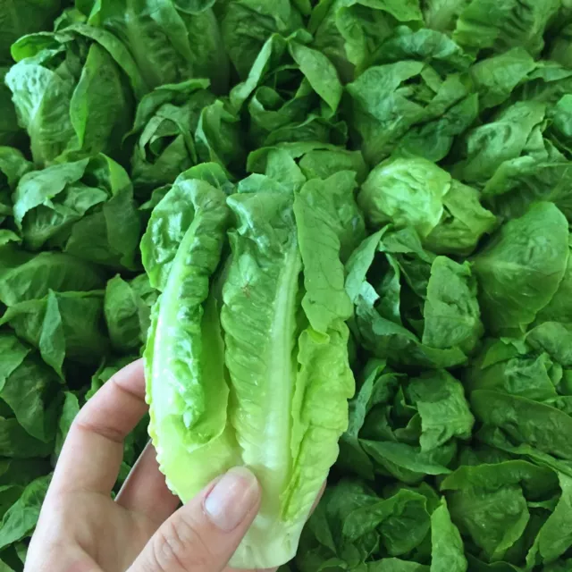 VEGETABLE SEEDS LETTUCE LITTLE GEM - 2500 seeds Cos Romaine Lettuce