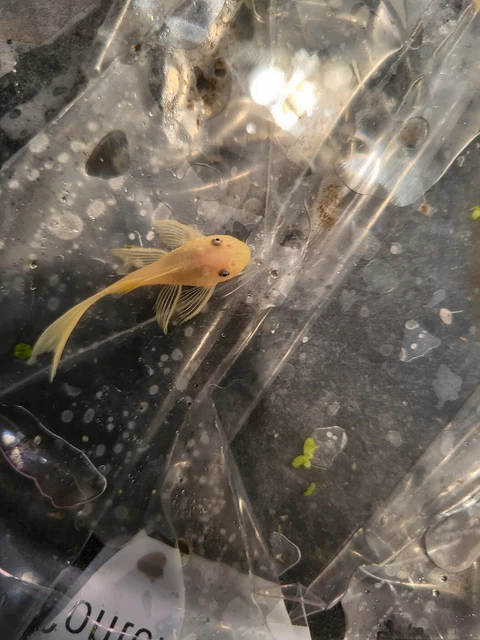 1 (2 inch) LONGFIN  Lemon Blue-Eye Bristlenose Pleco (suckerfish) Tank Raised