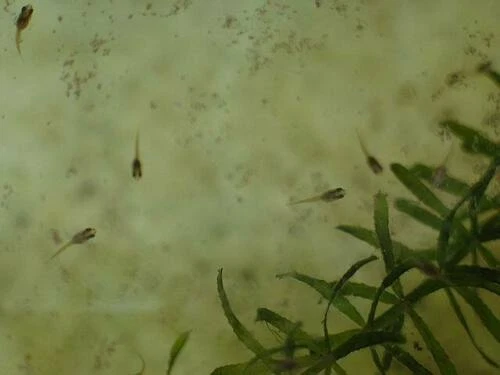 60,000 Fairy Shrimp eggs Food For New born Fish, Betta ,Killifish, Guppy