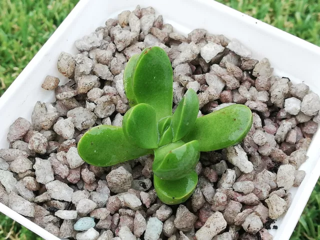 Clavata *cutting* 4 cm diameter crassula succulent 2