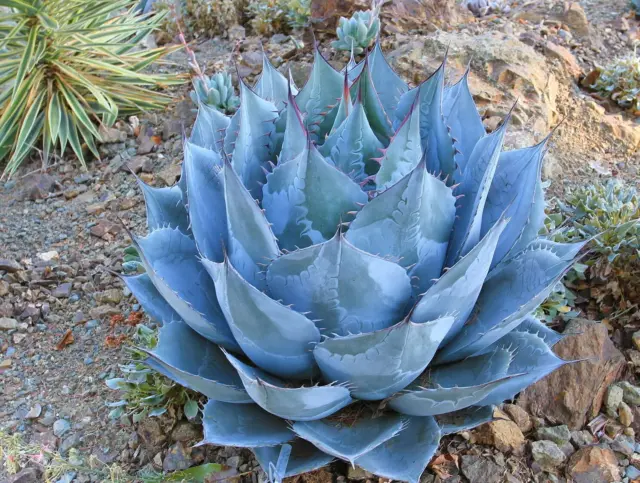 Agave parrasana SEEDS